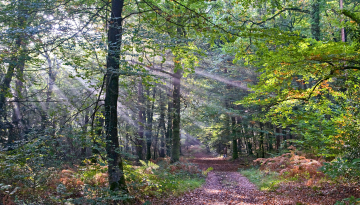 paysage forestier